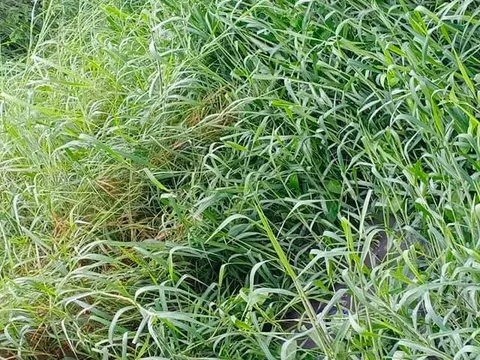 सराय काले खां ग्यासपुर झुग्गियों में बारिश के पानी की तुरंत निकासी