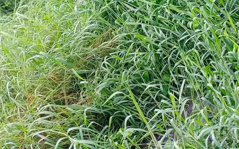 सराय काले खां ग्यासपुर झुग्गियों में बारिश के पानी की तुरंत निकासी